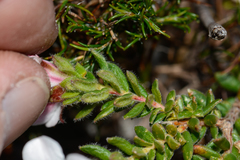 Adenandra uniflora