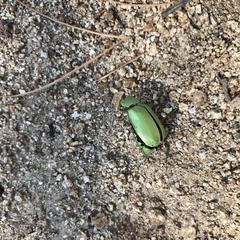 Chrysina