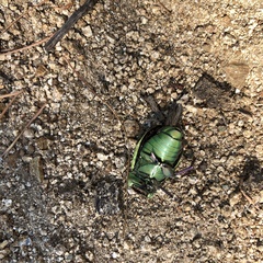 Chrysina