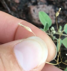 Campanula reverchonii