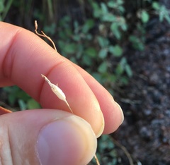 Campanula reverchonii