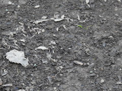 Trichodezia albovittata