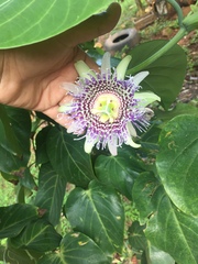 Passiflora ligularis