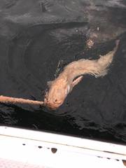 Giant Wrymouth photo 4