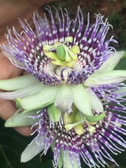 Passiflora ligularis