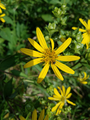 Silphium asteriscus