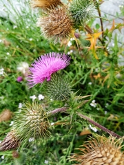 Cirsium vulgare