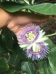 Passiflora ligularis