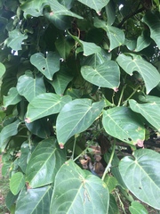 Passiflora ligularis