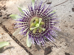 Passiflora ligularis