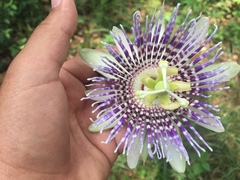 Passiflora ligularis