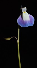 Utricularia arcuata
