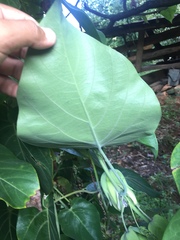 Passiflora ligularis