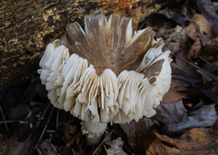 Megacollybia