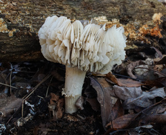 Megacollybia