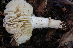 Megacollybia