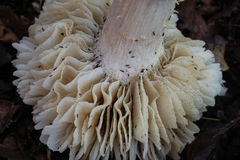 Megacollybia