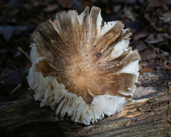Megacollybia