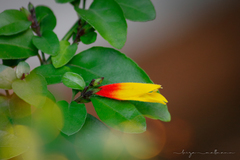 Justicia floribunda