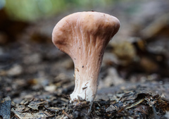 Clavariadelphus americanus