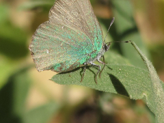 Callophrys dumetorum