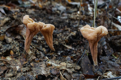 Clavariadelphus americanus