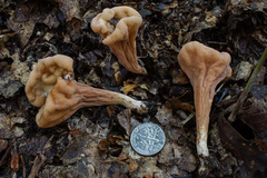 Clavariadelphus americanus