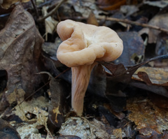 Clavariadelphus americanus