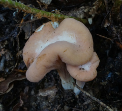 Clavariadelphus americanus