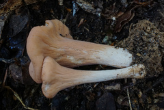 Clavariadelphus americanus