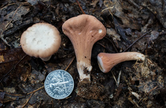 Clavariadelphus americanus