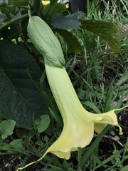Brugmansia