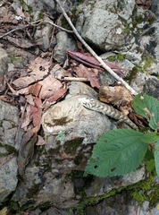 Abronia cuetzpali