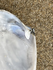 Periploma planiusculum