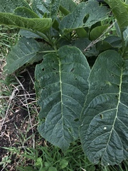 Brugmansia