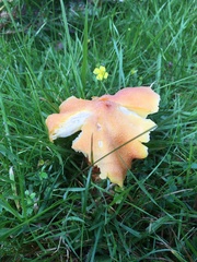 Hygrocybe intermedia