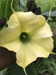 Brugmansia
