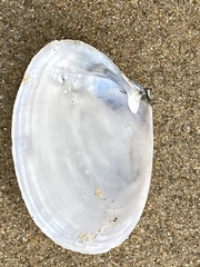 Periploma planiusculum