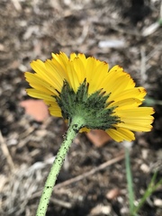 Calendula