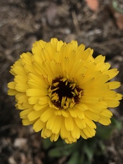 Calendula
