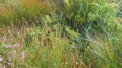 Trichophorum cespitosum germanicum