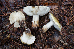 Tricholoma intermedium