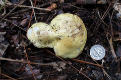 Tricholoma intermedium