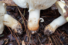 Tricholoma intermedium