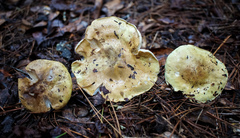 Tricholoma intermedium