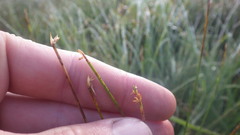 Trichophorum cespitosum germanicum