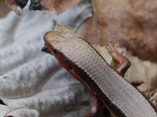 Northern Coal Skink
