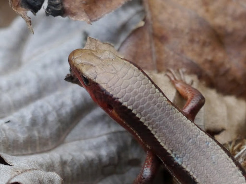 Northern Coal Skink