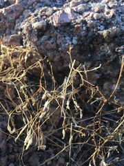 Campanula reverchonii