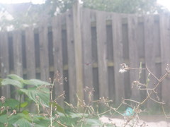 Libellula luctuosa